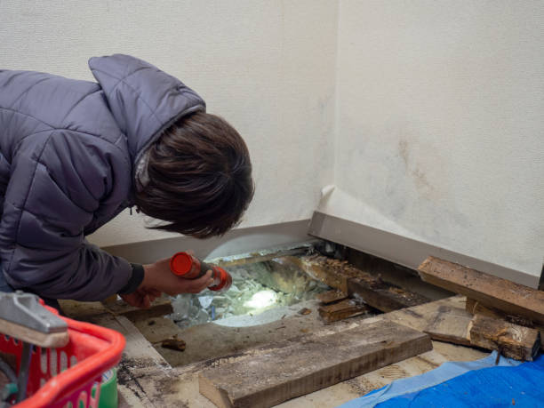 Best Mold Prevention Services  in Brookside, AL