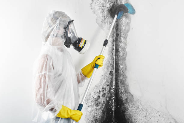 Best Industrial Mold Remediation  in Brookside, AL