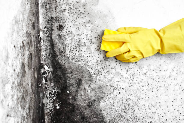 Best Air Quality Testing for Mold Spores  in Brookside, AL