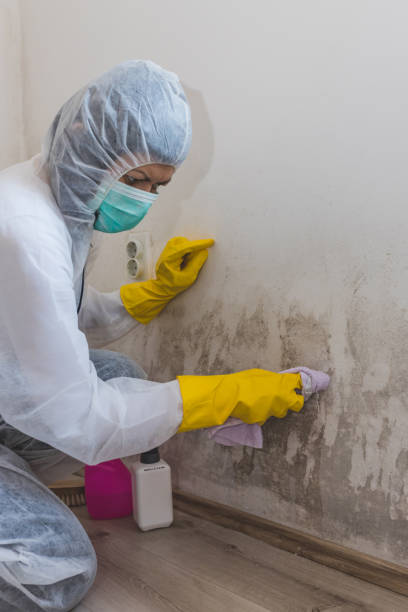 Best Asbestos and Lead Testing During Mold Inspection  in Brookside, AL